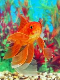 Fotoroleta zwierzę ruch woda ryba