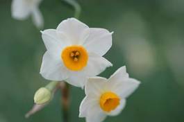 Fotoroleta kwiat narcyz roślina park krajobraz