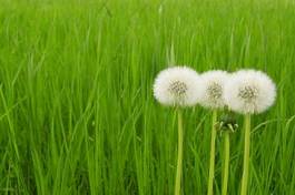 Naklejka trawa natura kwiat zielony trzy