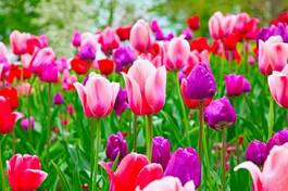 Fotoroleta natura rolnictwo tulipan