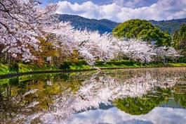 Fototapeta drzewa japoński wiśnia