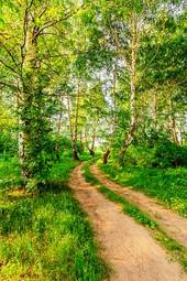 Naklejka droga natura drzewa ścieżka