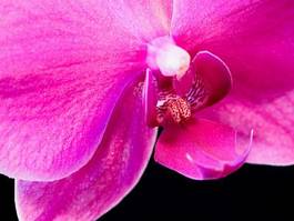 Naklejka storczyk kwiat detal