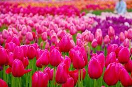 Naklejka rosa roślina tulipan