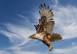 Plakat ptak natura dziki niebo raptor