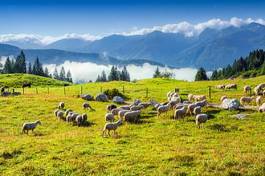 Fotoroleta owca piękny dolina