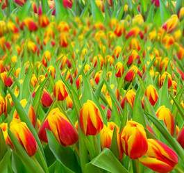 Fototapeta lato wellnes świeży kwiat tulipan