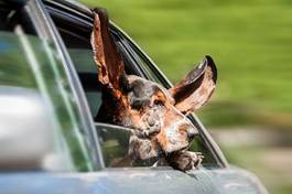 Obraz na płótnie droga zwierzę lato autostrada pies