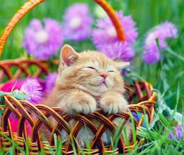 Plakat uroczy kociak śpi w koszyku wśród kwiatków