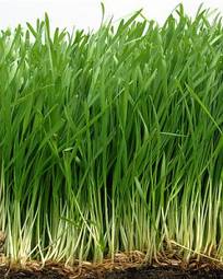 Obraz na płótnie pszenica trawa świeży