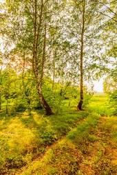 Fototapeta roślinność pejzaż las rosja