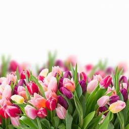 Plakat natura tulipan fiołek