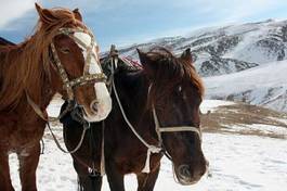 Plakat koń góra śnieg kirgistan