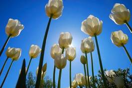 Plakat kwiat ogród tulipan niebo słońce
