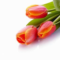 Fotoroleta świeży tulipan bukiet piękny