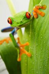 Fotoroleta dzikie zwierzę żaba płaz bezdroża zwierzę