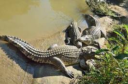 Fotoroleta gad krokodyl zwierzę park