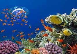 Fototapeta ryba koral egzotyczny zwierzę