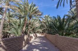 Naklejka oaza zatoka palma