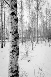 Fototapeta piękny drzewa szwecja park