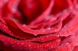 Naklejka świeży roślina rosa piękny