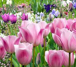 Fotoroleta natura tulipan pąk kwiat