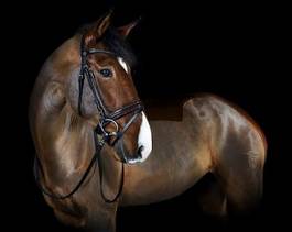 Obraz na płótnie koń klacz portret twarz jeździectwo