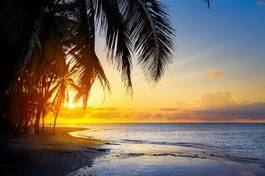 Obraz na płótnie tropikalny palma plaża karaiby meksyk