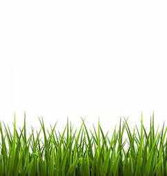 Naklejka trawa świeży pejzaż natura pole
