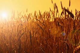 Fotoroleta słońce wieś pszenica zboże pejzaż