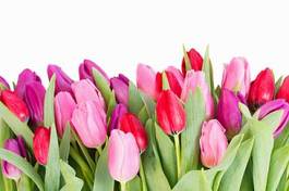 Plakat kwiat bukiet świeży tulipan