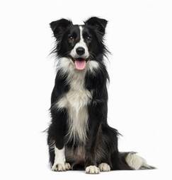 Obraz na płótnie pies zwierzę ssak canino studio