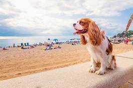 Naklejka pies morze zwierzę wakacje