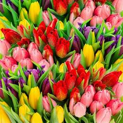 Obraz na płótnie wzór tulipan kwiat