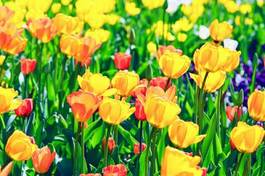 Naklejka kwiat łąka tulipan ogród