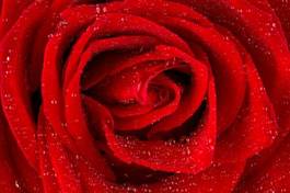 Naklejka miłość roślina rosa kwiat uroda
