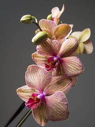 Naklejka kwiat natura roślina storczyk tropikalny