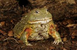 Obraz na płótnie płaz portret zwierzę żaba