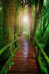 Naklejka natura most dżungla mech drzewa