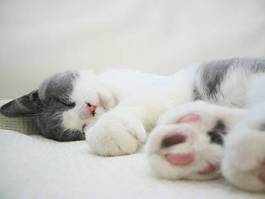 Fotoroleta kot pomruk biały relaks