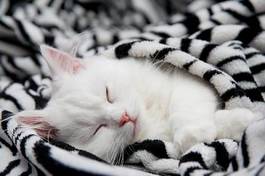 Naklejka Śpiący kotek
