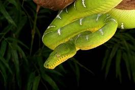 Obraz na płótnie wąż zwierzę gad natura