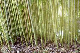 Naklejka bambus bezdroża roślinność