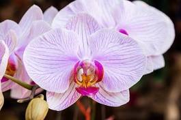Fotoroleta storczyk tropikalny orhidea dziki
