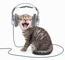 Plakat kociak słucha muzyki