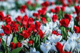 Plakat świat tulipan kwiat natura