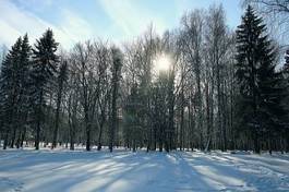 Fotoroleta śnieg piękny drzewa wiejski natura