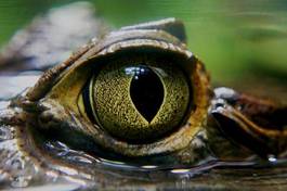 Fotoroleta oko gad krokodyl aligator drapieżnik