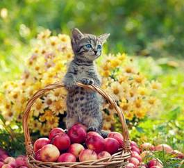 Naklejka kociak z koszykiem jabłek