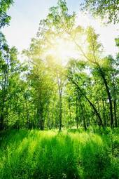 Naklejka bezdroża park drzewa las